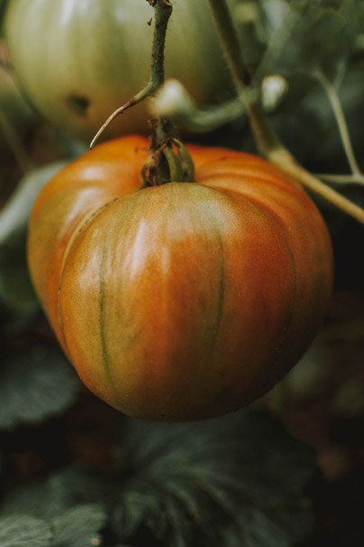 Tomato on Vine