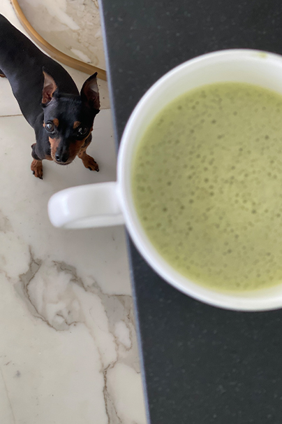 Matcha Latte and Dog