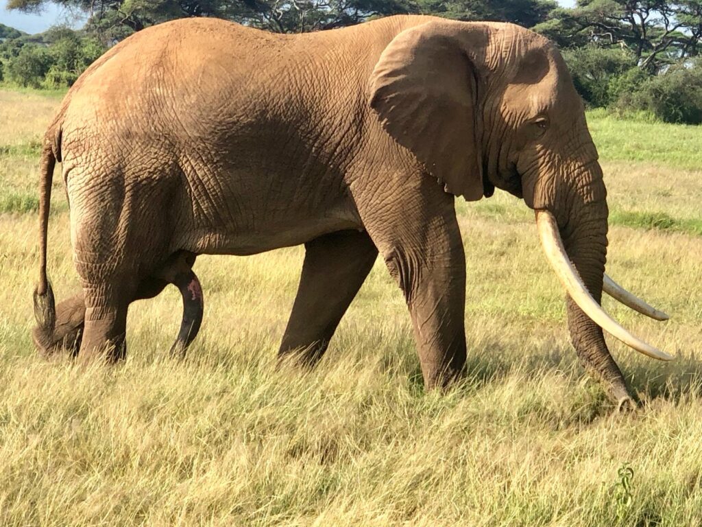 Elephant walking through Kenyan safari grassland